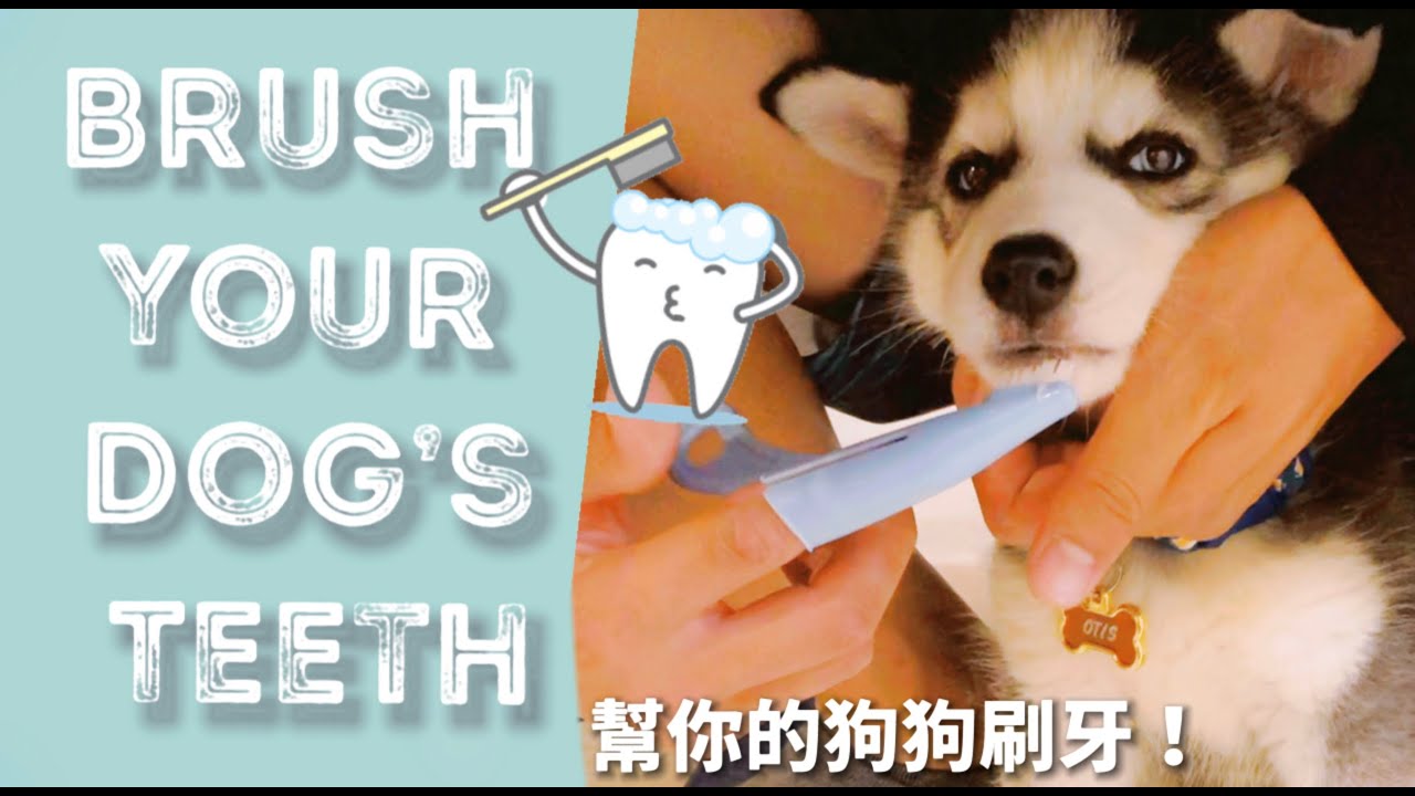 WHAT?! I HAVE TO BRUSH MY DOG'S TEETH EVERYDAY? HOW TO BRUSH YOUR DOG