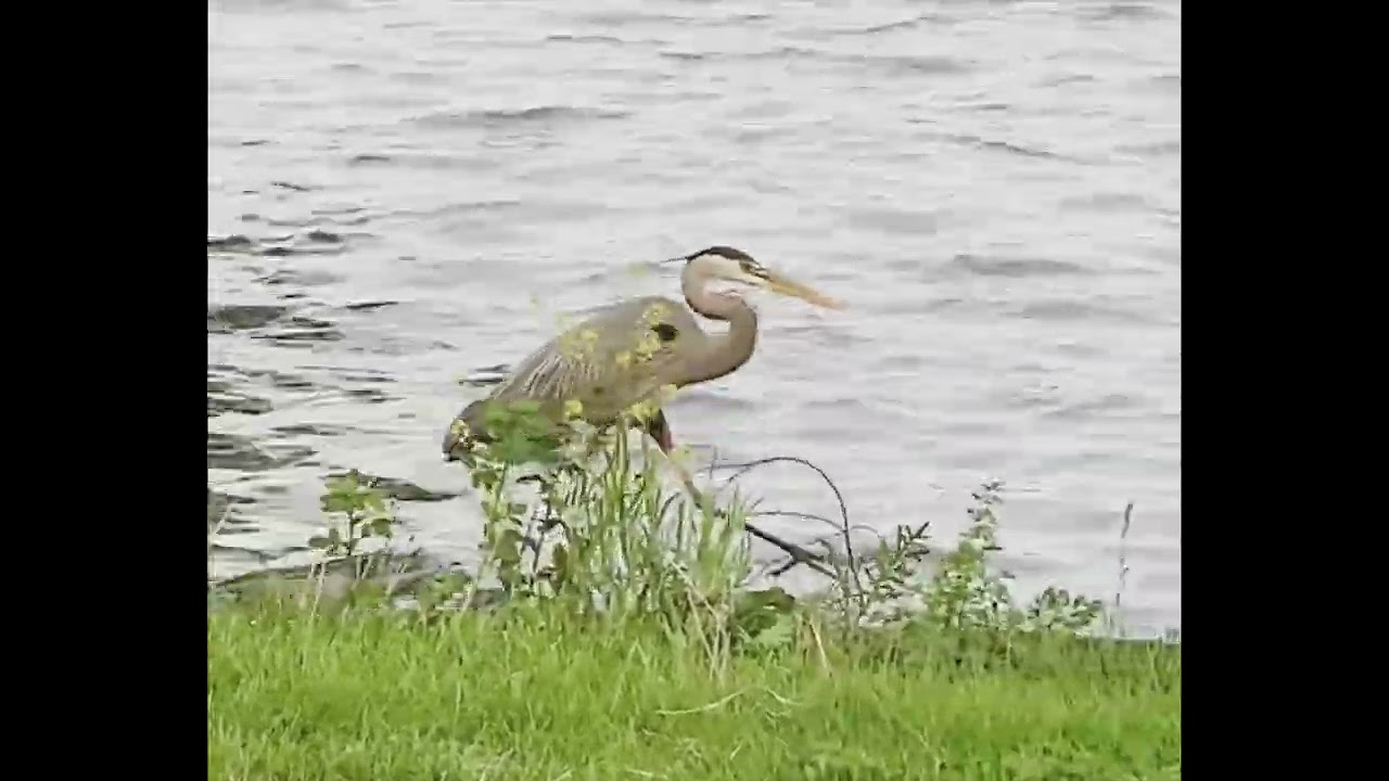 [Free] J Cole x Bas Type beat "SMOOTH STEPPIN" | Lake Vibes 1