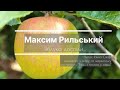 Максим Рильський Яблука доспіли Читає Ганна Сікар