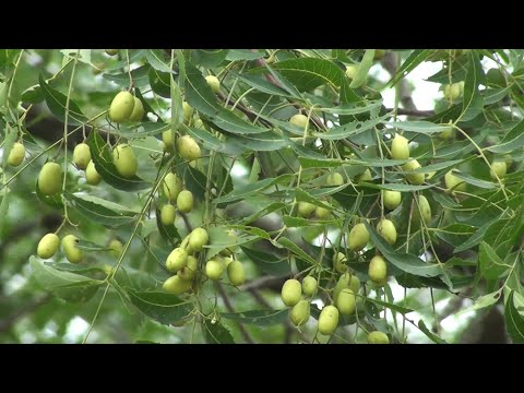Azadirachta indica | the wonder herb