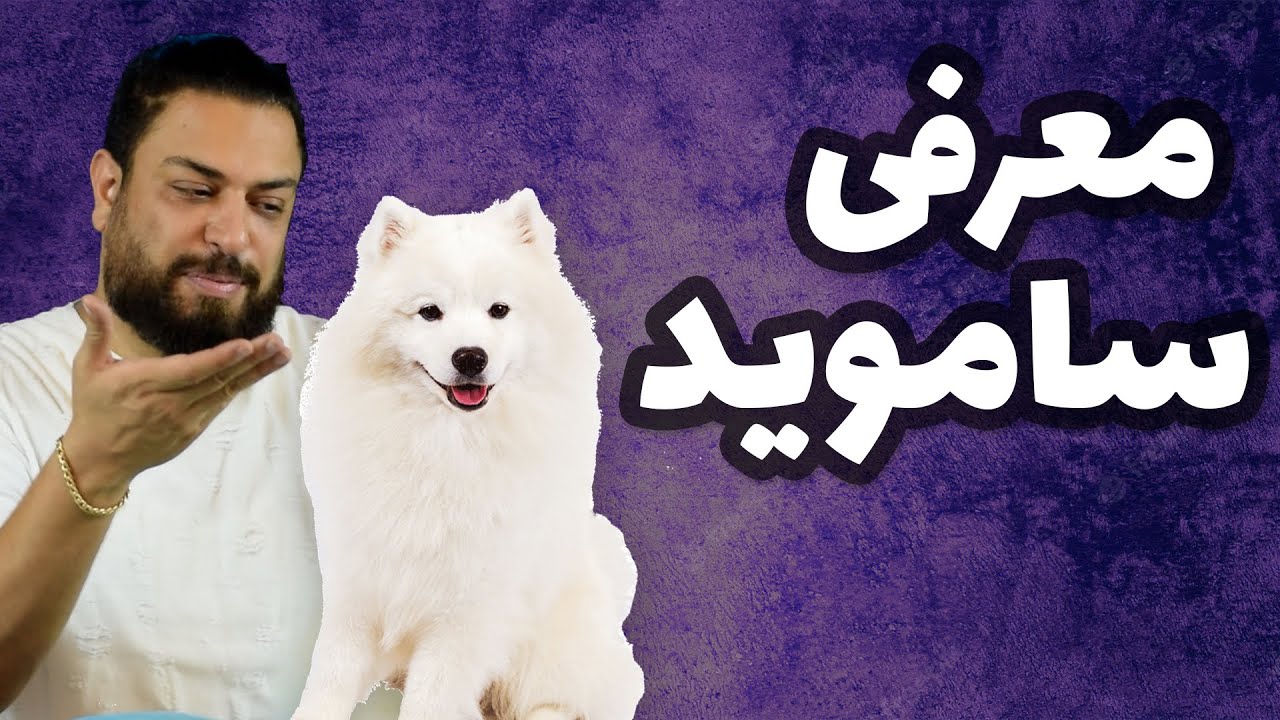معرفی سگ سامویید | زیباترین سگ سفید رنگ