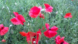 Corn poppies