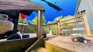 Deck🐬Cats🐬Stay😎Cool VII 4K HDR