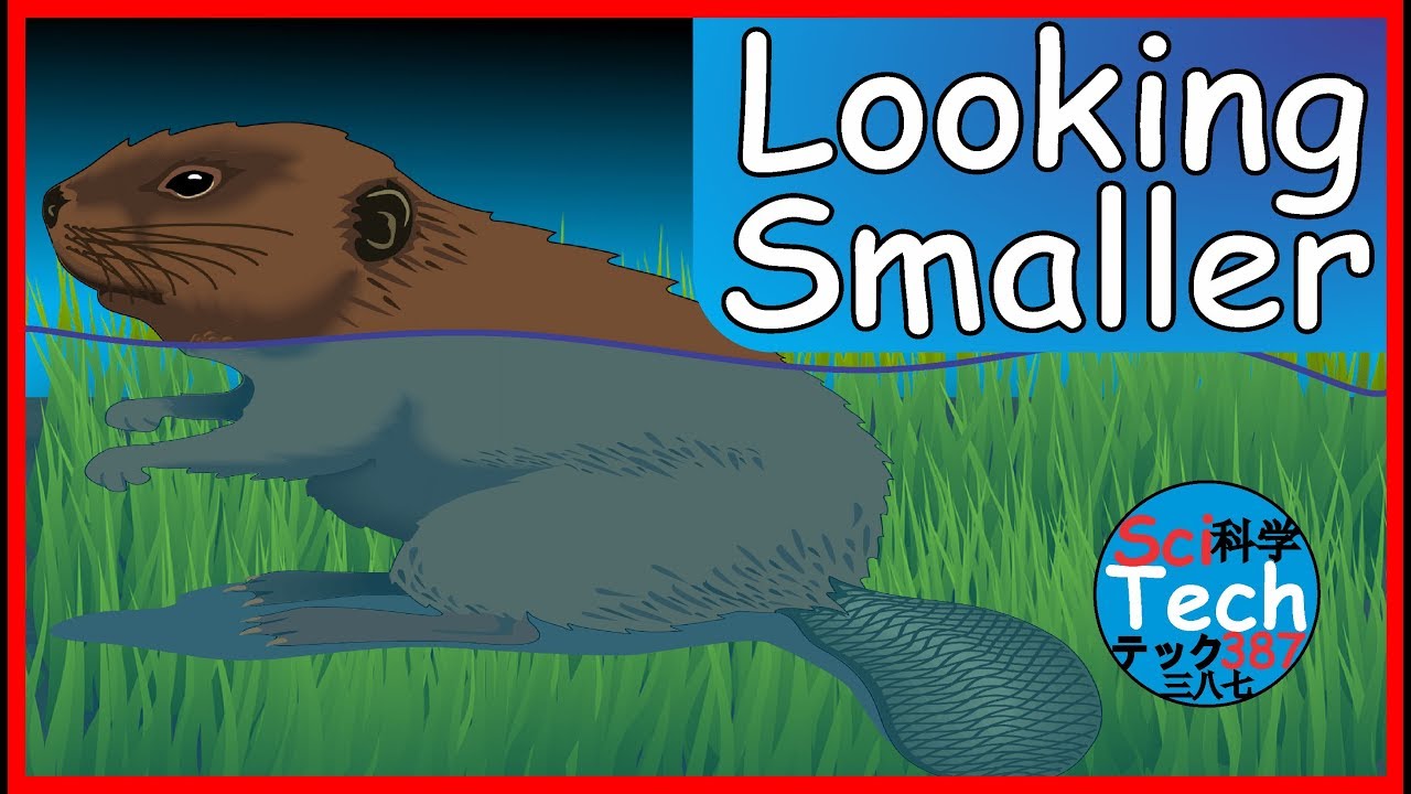 Why Do Things Look Smaller In Water? 🤔🤔🤔 YouTube