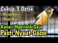 SUARA KENARI GACOR PANJANG, BURUNG KENARI MANAPUN NYAUT CUITAN PANCINGAN KENARI GACOR NGEROL PANJANG