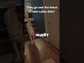 СОБАКА ЖДЁТ СВОЕГО ДРУГА #shorts