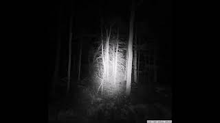 Bloodhaver - And You Will Crawl