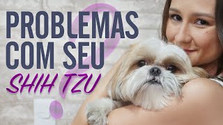 Como Resolver o Problema do Shih Tzu by Ju Almeida Pet 34,389 views 3 years ago 14 minutes, 36 seconds