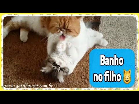 DANDO BANHO NOS GATINHOS FOFINHOS 