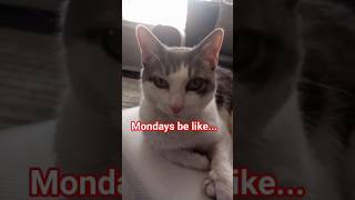 Monday Sux (the remix) #cat #funny #catlovers #viralvideo #foryou