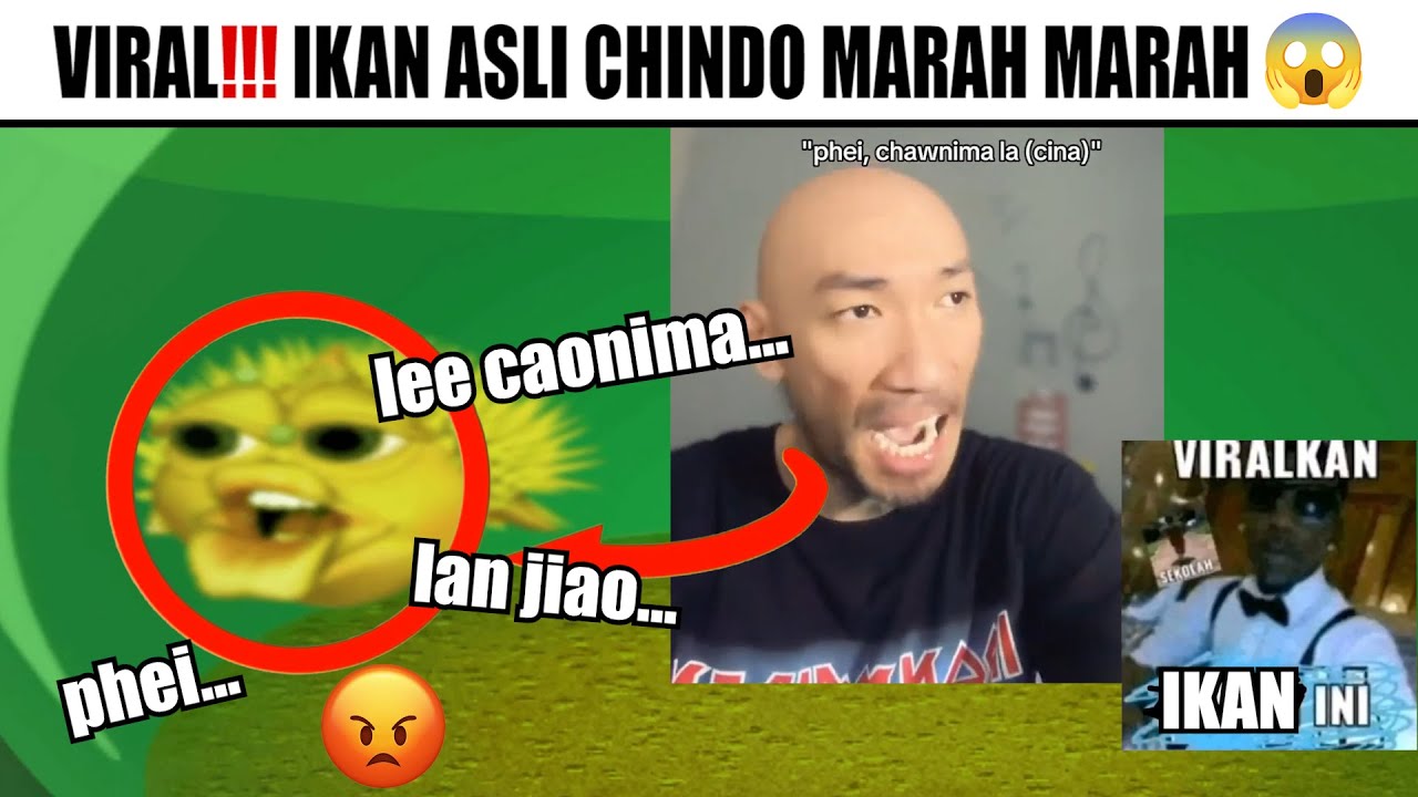 Ikan Asli Chindo Marah Marah Hansen Marah Marah YouTube ikan-asli-chindo-marah-marah-hansen-marah-marah-youtube