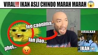 Download Lagu Ikan Asli Chindo Marah Marah 😱...(Hansen Marah Marah) MP3