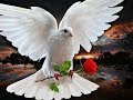 Hasan Dursun Akan Sular Durulurmu Allah Diyen Yorulurmu En Güzel İlahiler İlahi Dinle Hasan Dursun Akan Sular Durulurmu Allah Diyen Yorulurmu En Güzel İlahiler İlahi Dinle