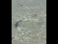 ベビーフィッシュを捕まえに来てください #釣り #魚 #ベビーフィッシュ #babyfish #fishing #魚 #釣り #cutefish #fishingvideo
