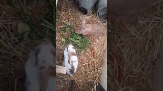 البرسيم مفيد للارانب خصوصا الامهات المرضعات my rabbit6