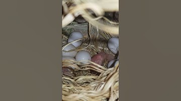java sparrow chicks hatched || albino java breeding progress || newly hatched java sparrow chicks