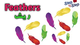 نطق كلمة Feathers ريش 🗣️