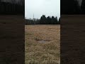 (Му молока комууу)