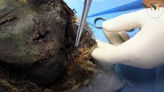 Top 10 Weirdest Things Found In The Arctic Circle