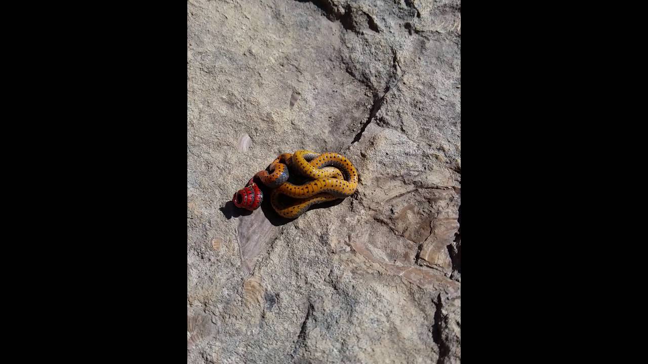 pyle casa Praire ringneck snake