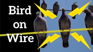Why Do Birds Sit on Electric Wires?