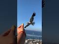 Seagulls gaviotas hippocampo de visitas seagulls birds seagull nature bird sea