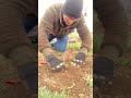Expertentipp - Rückschnitt frisch gepflanzter Rosen