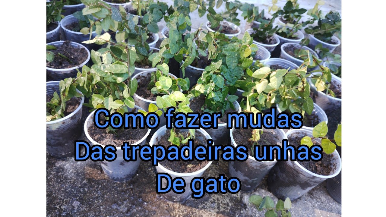 como fazer mudas de unhas de gato passo a passo - YouTube