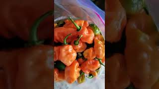 What do you do with 2265 habaneros? #shorts #habanero #chili #pepper #KrispyLamb #homegrown #recipe?