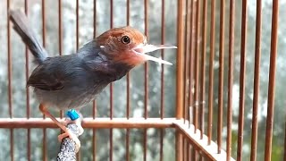 Suara Prenjak Kepala Merah Gacor untuk Pancingan Prenjak Betina biar Gacor Ngetir Panjang