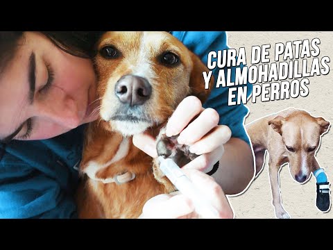 Video: Si El Perro Se Corta La Pata