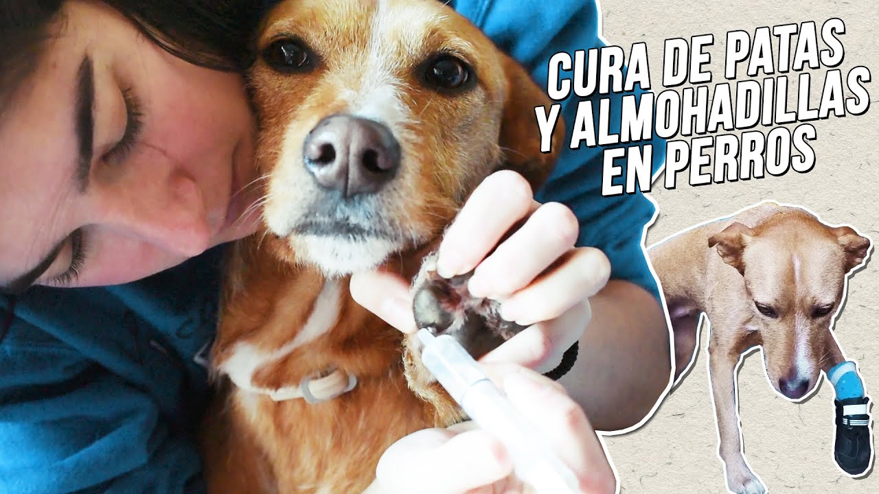 C Mo Curar Las Heridas De Las Patas Y Las Almohadillas De Tu Perro