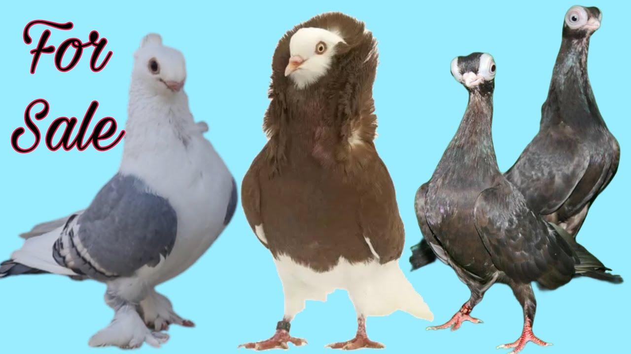 Short face, Naqabposh, modina kabootar for sale in Amroha.