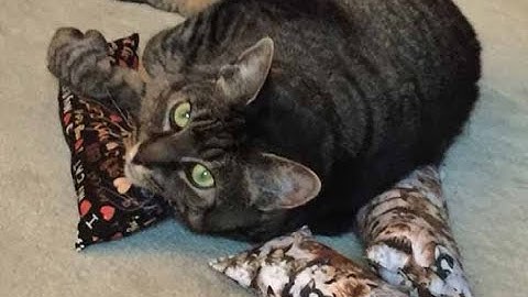 DIY Catnip Cat Toy - A Super Easy Cat Pillow Kicker