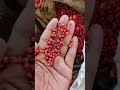 ल ल च रम क य भ व ब कत ह Shorts Neemuchmandibhav Farming 