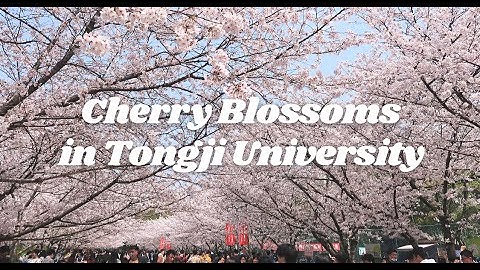 Vlog | Walking on the Sakura Avenue in Tongji University