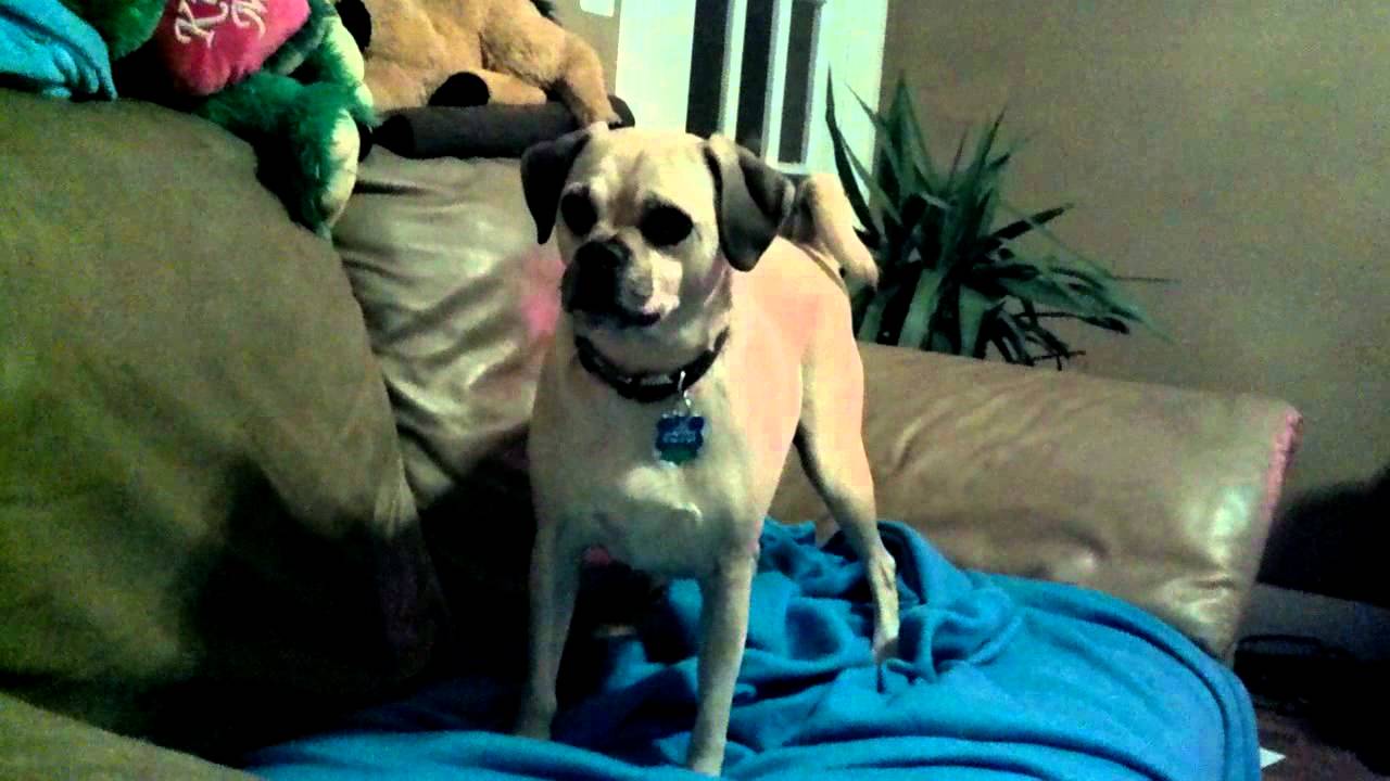 Dog digging in couch YouTube