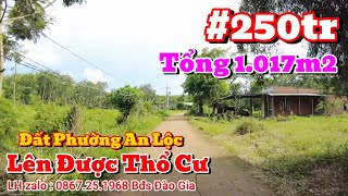 (Đã bán)Đất Phường An Lộc 1.017m2 Lên Được Thổ Cư, Dân Đông LH 0867251968 #bdsbinhphuoc