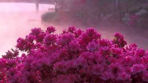 Ashkenazy plays Chopin Nocturne in C Sharp Minor (No.20).