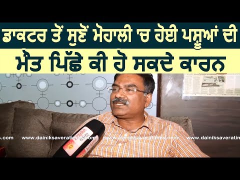 Doctor से सुनिए Mohali में हुई Animals की मौत के पीछे क्या हो सकते है कारन