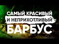 Самый красивый и неприхотливый барбус