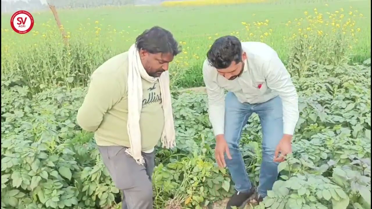 Champion Potato Variety | 68 Days | Fatehpur, UP / चैंपियन आलू | 68 दिन | फतेहपुर, उत्तर प्रदेश