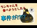 ジャックオーランタン食べようとしたら、、、事件が⁉︎⁉︎