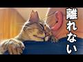 生まれてから8年ずっと野良猫だったおっさん猫が抱っこをせがむようになりました#8【家猫生活約3ヶ月】