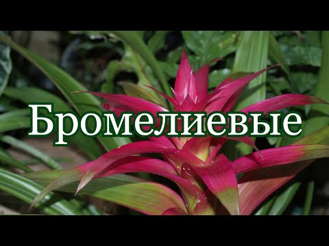 Бромелиевые (устар. Ананасовые .лат. Bromeliaceae)