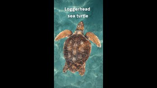 Operation Ghost Farms: Protecting the Majestic Loggerhead Sea Turtles 🌊🐢