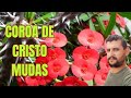 Como fazer muda Coroa de Cristo