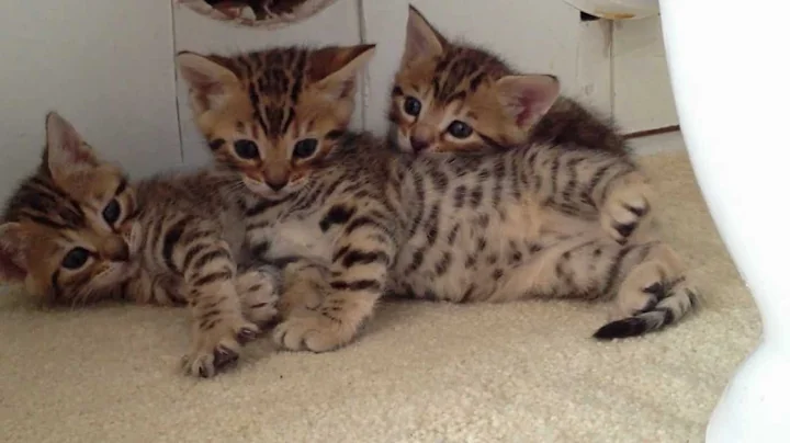 Watch the video about Kittens for sale uk