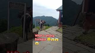 Himalayan Transportation