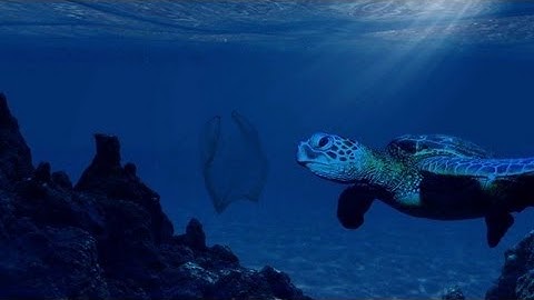 The Great Pacific Garbage Patch